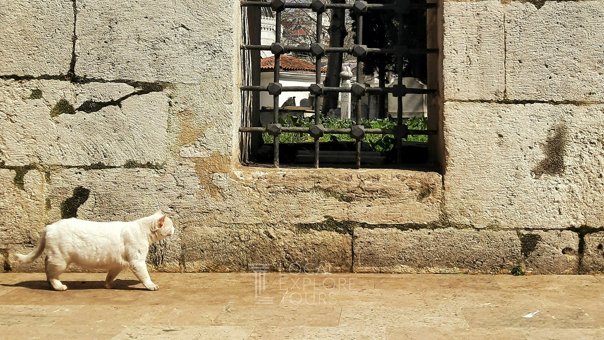 Cats as Cultural and Spiritual Icons