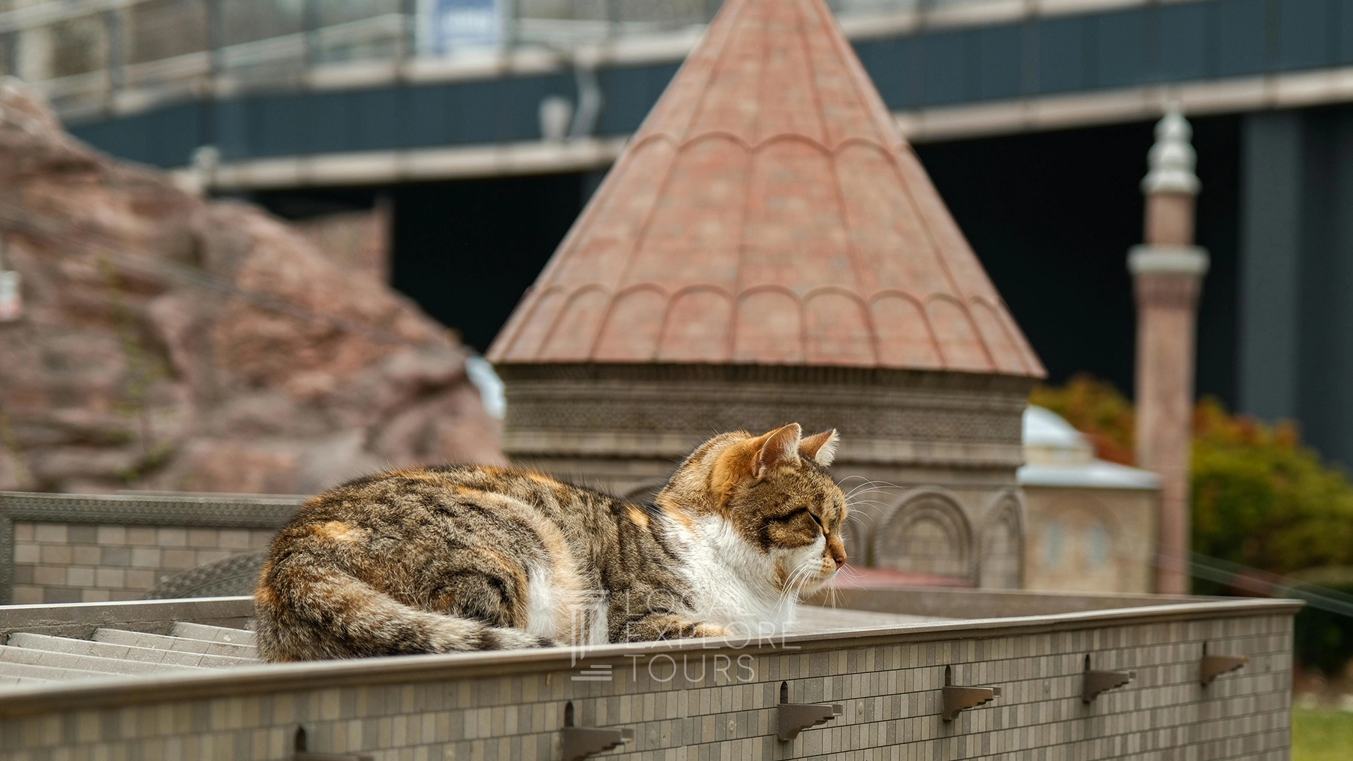 Why Turkey is the Ultimate Paradise for Cat Lovers