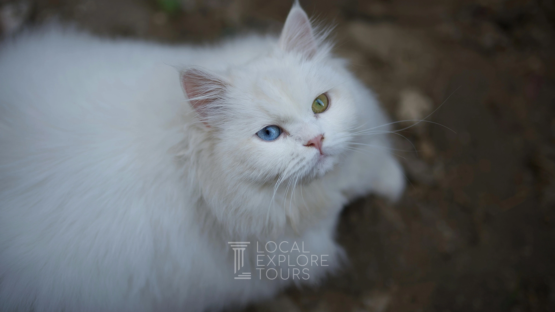 The Jewels of Anatolia: The Van and Angora Breeds