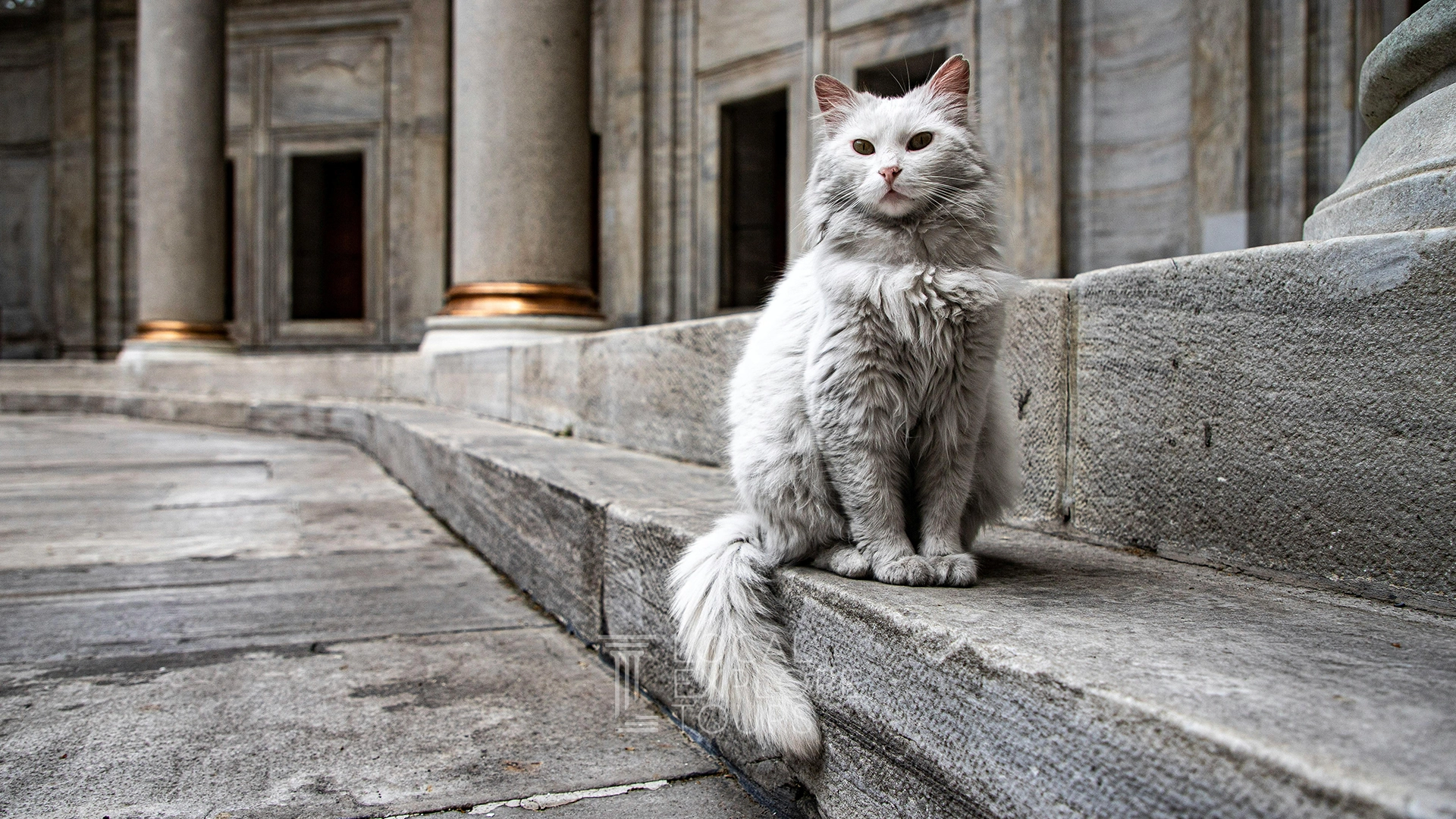 Istanbul: The "Cat-stantinople" Phenomenon